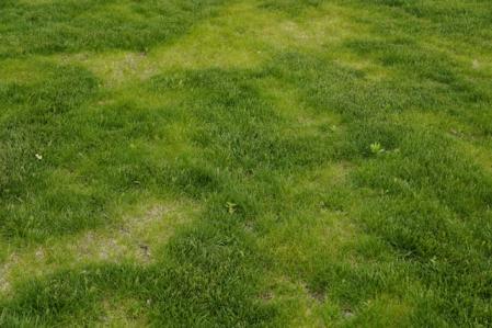 bare patches on lawn stock image